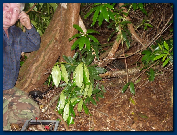 600x449 pixels (186K)